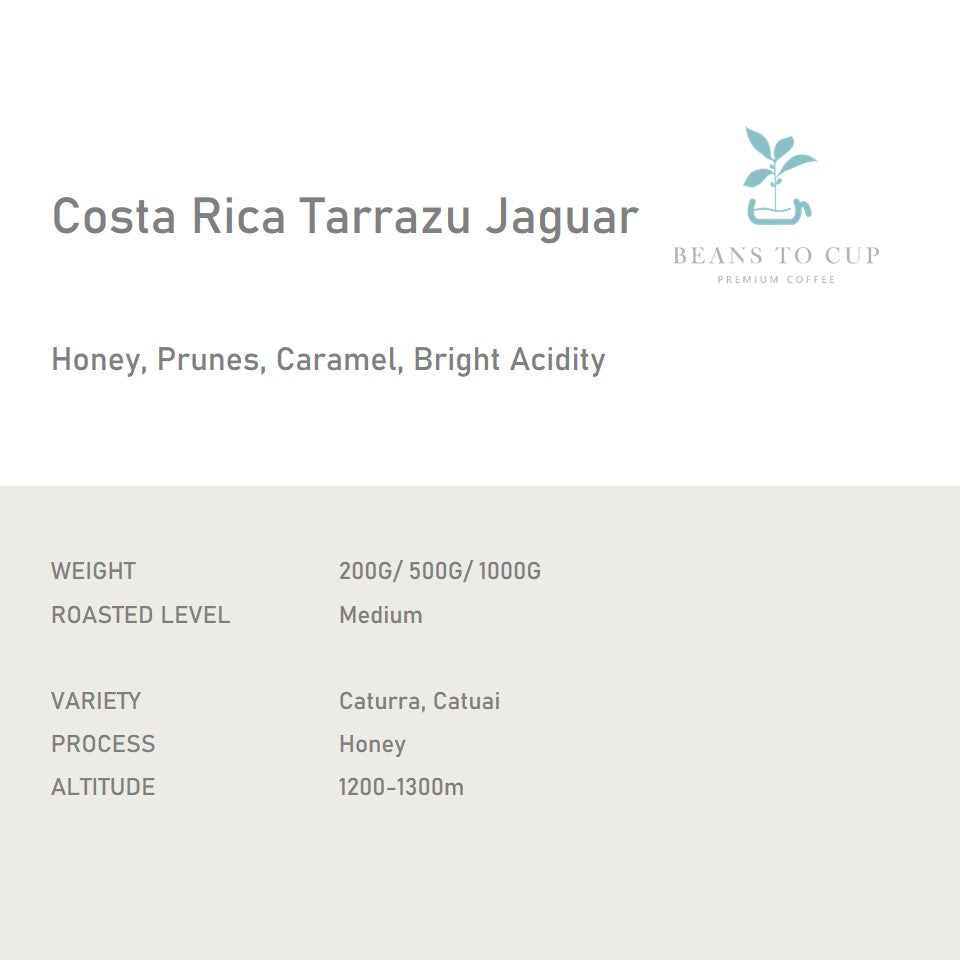 Single Origin- Costa Rica Tarrazu Jaguar