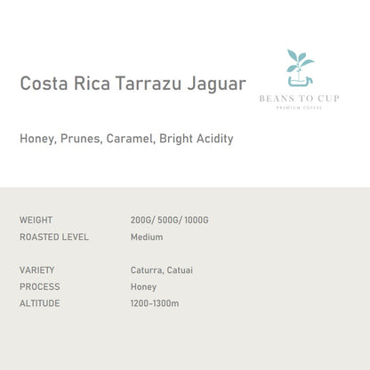 Single Origin- Costa Rica Tarrazu Jaguar