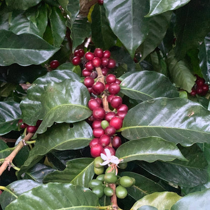 Single Origin- El Salvador Finca Las Brumas